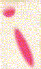 LogoPF